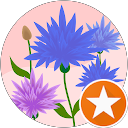 Sonia Cheung profile picture